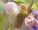 [photo of spur]