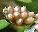 [photo of fruit]