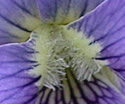 [photo of flower]