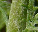 [photo of stem hairs]