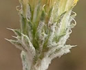 [photo of phyllaries]