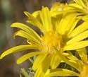 [photo of flowers]