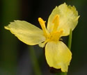 [photo of flower and bracts]