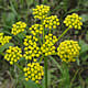 [photo of Heart-leaved Alexanders]