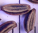 [photo of seeds]