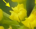 [close-up of umbellets]