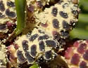 [photo of male strobili]