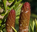 [photo of female strobili]