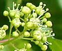 [photo of flowers]