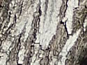 [photo of mature trunk]