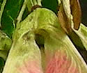 [photo of fruit]