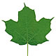 [photo of Black Maple]