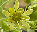 [photo of flowers]