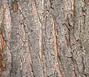 [photo of trunk]
