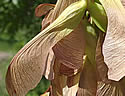 [photo of fruit]