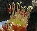 [photo of male flowers]