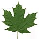 [photo of Sugar Maple]