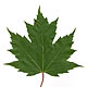 [photo of Freeman Maple]