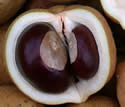 [photo of seed]
