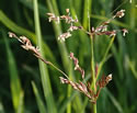 [photo of flowering spikes]