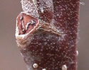 [photo of twig and stalked buds]