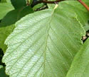 [photo of leaves]