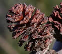 [photo of mature fruit]