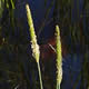 [photo of Water Foxtail]