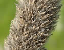 [photo of mature spike]