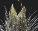 [photo of mature spikelet]