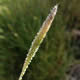 [photo of Carolina Foxtail]