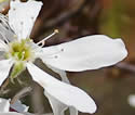 [photo of flowers]