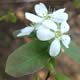 [photo of Mountain Serviceberry]