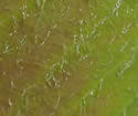 [photo of leaves]