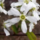 [photo of Inland Serviceberry]