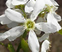 [photo of flowers]