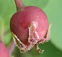 [photo of fruit]