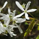 [photo of Smooth Serviceberry]
