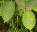[photo of leaves]