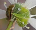 [photo of sepals]