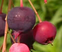 [photo of fruit]