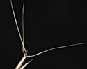 [photo of cluster branch]