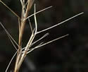 [photo of spikelet cluster]