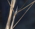 [photo of cluster branch]