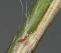 [photo of long hairs at sheath collar]