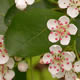 [photo of Black Chokeberry]