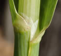 [photo of sheath, ligule and node]