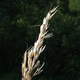 [photo of Downy Oat Grass]