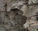[photo of trunk]