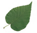 [scan of leaves]